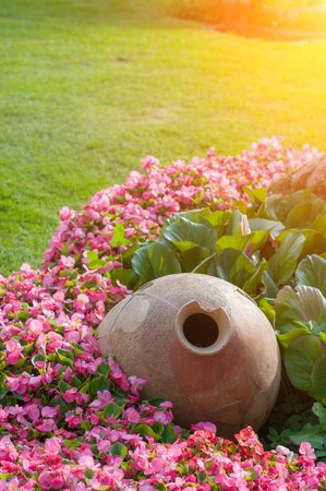 Many bright pink flowers of the surfium on the background of the gardenの写真素材