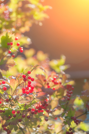 The sun shines through the viburnum berries at sunset.の写真素材