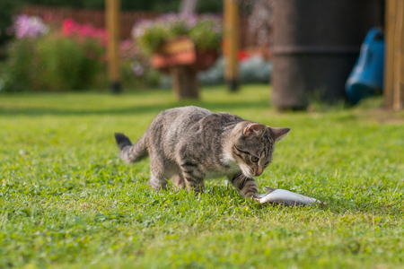 Gray cat eating fish on the grass.の写真素材