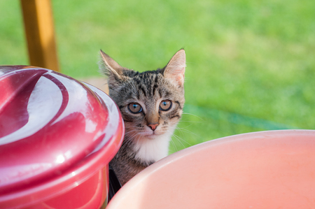 Gray cat peeking out from behind barrels.の写真素材