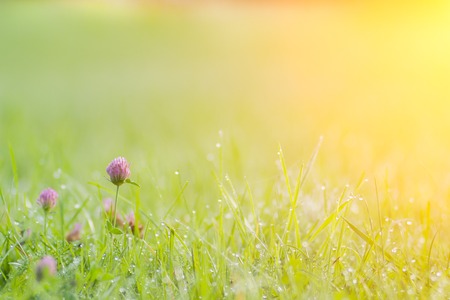 Morning landscape sunrise in the meadow, on the grass and flowers of the drops of dew.の写真素材