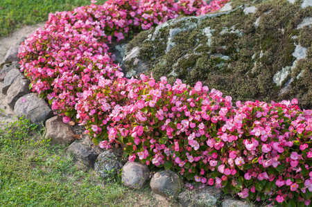 Tiny pink flowers growing in stone low wall in garden. Spring flowers with green background.の写真素材