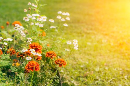 Beautiful marigold flower with sun light, flower background.の写真素材