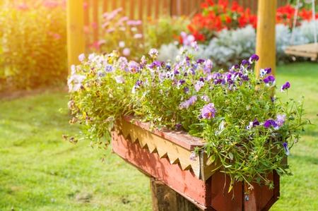 purple and pink flowers in a wooden pot in the garden.の写真素材