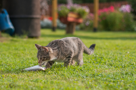 Gray cat eating fish on the grass.の写真素材