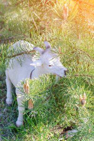 One of the variants of decor garden statue goatの写真素材