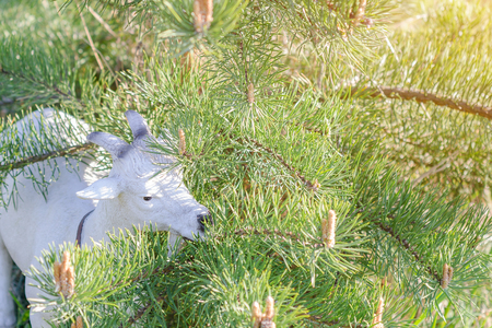 One of the variants of decor garden statue goatの写真素材