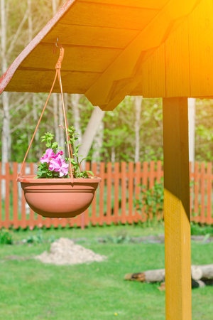 Multi-colored petunias in pots. The original decoration for the well.の写真素材