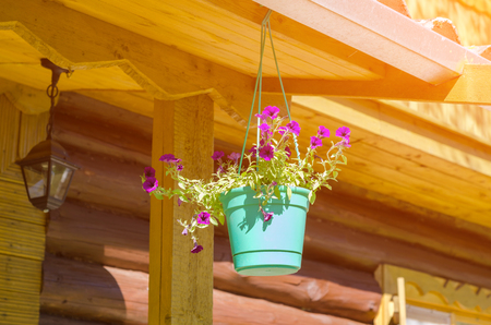 Flower pot on a brown wooden wallの写真素材