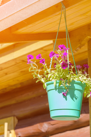 Flower pot on a brown wooden wallの写真素材