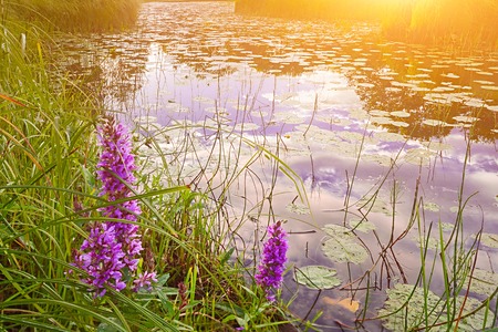 Landscape with small river and flowers on sunset.の写真素材