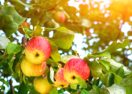 Red apples on the branch. Juicy apples in the gardenの写真素材