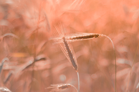 Agriculture harvest growth. Yellow golden rural summer landscape. Ripe food.の写真素材