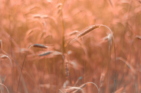 Agriculture harvest growth. Yellow golden rural summer landscape. Ripe food.の写真素材