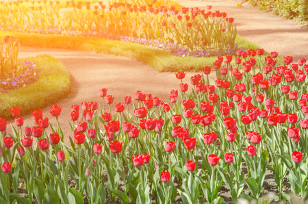 Flower tulips background. Beautiful view of red tulips under sunlight landscape at the middle of spring or summer. Peterhof. Saint-Petersburg. Russiaの写真素材
