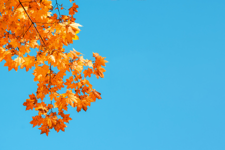 Autumn leaves with the blue sky background.の写真素材