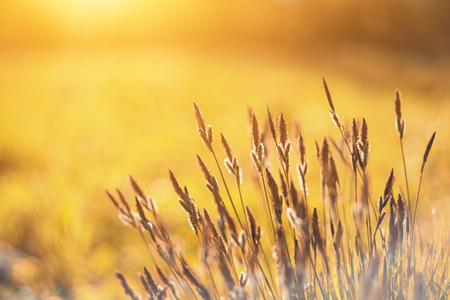 Spring background with beautiful yellow flowers. Closeupの写真素材