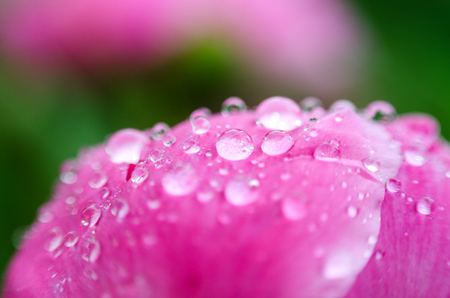 flower petal with water droplets macro. peonies.の写真素材