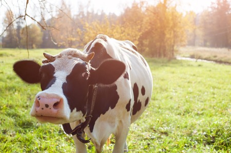 beautiful white young cow on pasture looking at camera.の写真素材