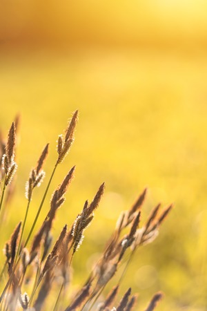 Spring background with beautiful yellow flowers. Closeupの写真素材