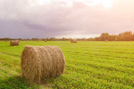 Rural Landscape Field Meadow With Hay Bales After Harvestingの写真素材
