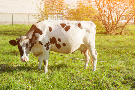 beautiful white young cow on pasture looking at camera.の写真素材