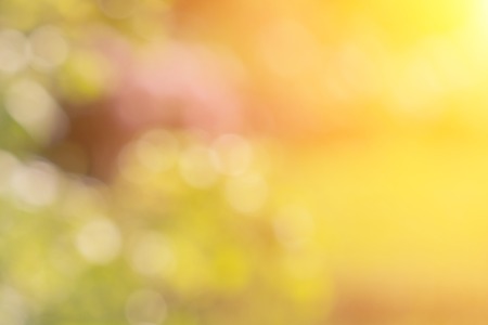Spring grass in sunset sunshine. Green yellow orange abstract nature blurred background. Macro, bokehの写真素材