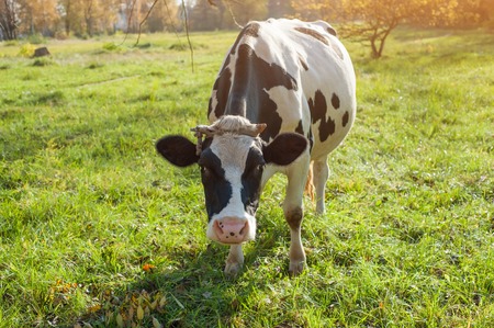 beautiful white  young cow on pasture looking at camera.の写真素材