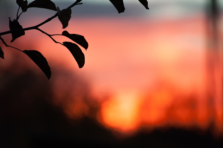Beautiful sunset with exotic sky and silhouette bamboo branch and leaves in scene.の写真素材