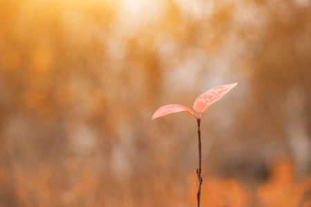 Autumn leaves on the sun. Fall blurred background.の写真素材