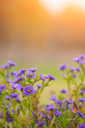 aster alpinus alpine aster in late autumn at sunsetの写真素材