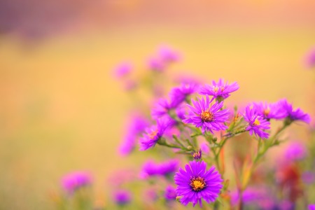 aster alpinus alpine aster in late autumn at sunset.の写真素材