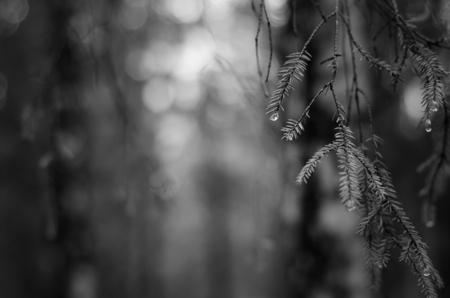 Black and white image of Beautiful Rain drops on pine leavesの写真素材