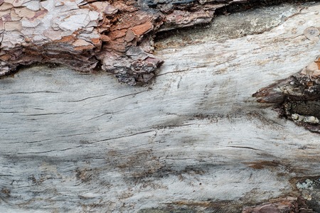 Close-up of old weathered wood with bark texture background.の写真素材