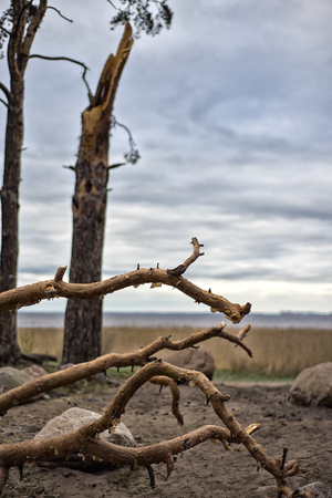 Tornado storm damage causes a large mature maple to be broken and fell on the ground.の写真素材