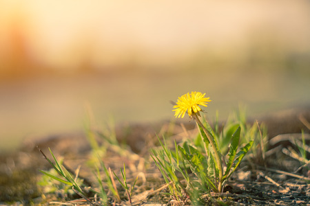 yellow dandelion flower close up, macro, spring backgroundの写真素材