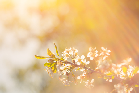 Photo of beautiful cherry blossom can be used as abstract natural backgroundの写真素材