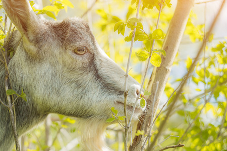 A goat eats leaves in the outdoor.の写真素材