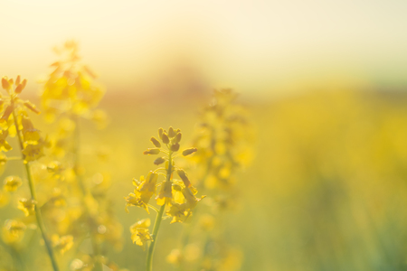 Blooming canola flowers close up.の写真素材