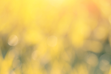 green bokeh from tree as backgroundの写真素材