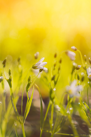 many white meadow wild flower on natural sunset background in field. Vintage outdoor autumn soft fresh photo.の写真素材