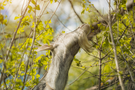 A goat eats leaves in the outdoor.の写真素材