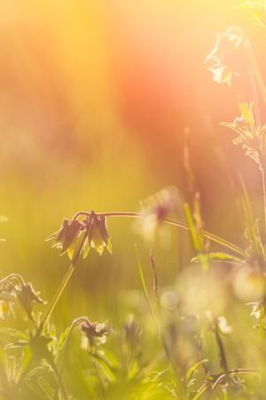Vintage photo of beautiful purple wild flowers in sunsetの写真素材