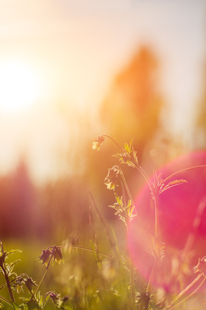 Vintage photo of beautiful purple wild flowers in sunsetの写真素材
