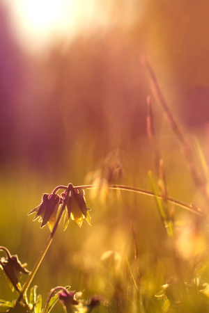 Vintage photo of beautiful purple wild flowers in sunsetの写真素材