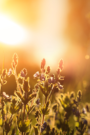 Vintage photo of beautiful purple wild flowers in sunsetの写真素材