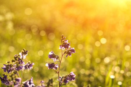 Vintage photo of beautiful purple wild flowers in sunsetの写真素材