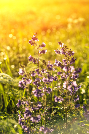 Vintage photo of beautiful purple wild flowers in sunsetの写真素材