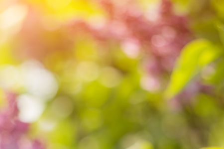 Blurred blossoming spring bright pink lilac flowers on a sunny branch, natural seasonal floral backgroundの写真素材