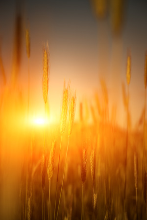 Wonderful golden wheat field with sunlight on beautiful sunset.の写真素材